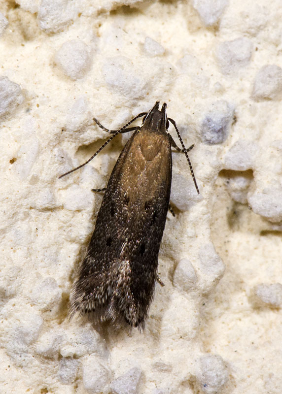 Gelechiidae 5:  Stomopteryx remissella